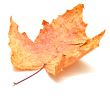Autumn maple leaf