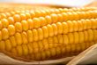 corn background