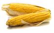harvested corn