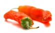 Red peppers