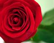 Red rose 2