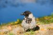 crow on the bank