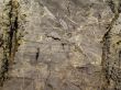 gray rock