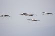 Migrate of birds