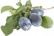 plums