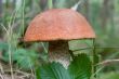 mushroom