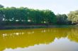 Summer landscape