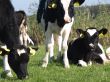 Holstein calfs