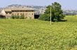 Old farmhouse and panorama of Osimo
