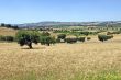 Marche - Landscape at summer