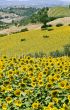 Marche - Landscape