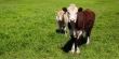 Cows on green grass