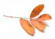 Autumn leaf