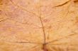 Autumn maple leaf