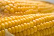 harvested corn