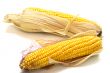 harvested corn 2