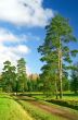 Pine trees at the enter to the park