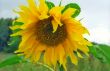 Sunflower close-up