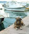 Dog on the pier