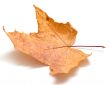 Autumn maple leaf
