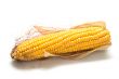 harvested corn 2