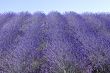 Conero (Ancona) - Field of lavender