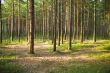 Trunks of trees