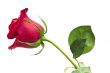 scarlet flowering rose