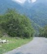 forest on hilly district