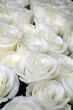 white-yellow roses
