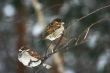 sparrows