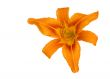 Tiger Lily on white background