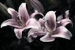 Pink lilies