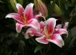 Pink lilies