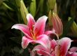Pink lilies