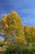 The dark blue sky and yellow trees in the autumn