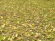 In the autumn yellow leaves fall on a lawn