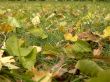 In the autumn yellow leaves fall on a lawn