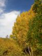 The dark blue sky and yellow trees