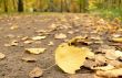 Footpath filled up by yellow leaves