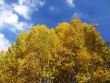 The dark blue sky and yellow trees