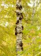 Birch trunk. Autumn, yellow leaves