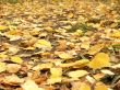 Footpath filled up by yellow leaves