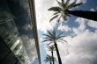 Palm trees