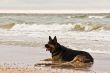 German shepperd at the sea