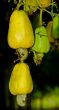 Ripening cashew nut