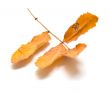 Autumn leaf