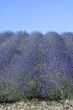 Conero (Ancona) - Field of lavender
