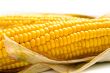 Freshly harvested corn