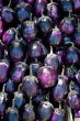 Egg-plant background vertical